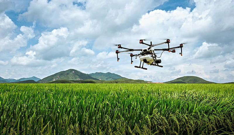 drones being use for seeding fields growing alfalfa cover crops