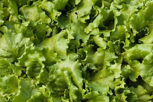 batavia leaf lettuce lettuce