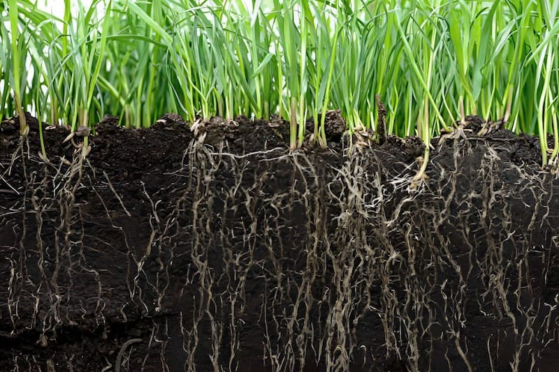 extensive and deep reaching plant root systems