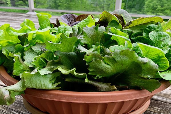 garden container lettuce