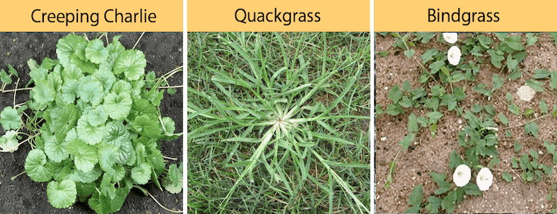 creeping charlie quackgrass bindgrass growing on a farm or in a garden