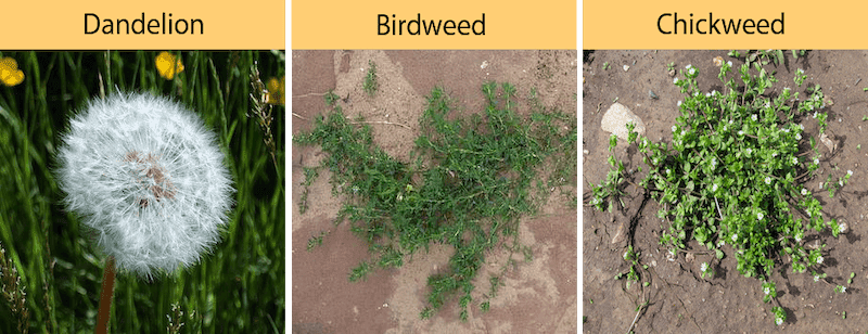 dandelion birdweed chickweed growing on a farm or in a garden