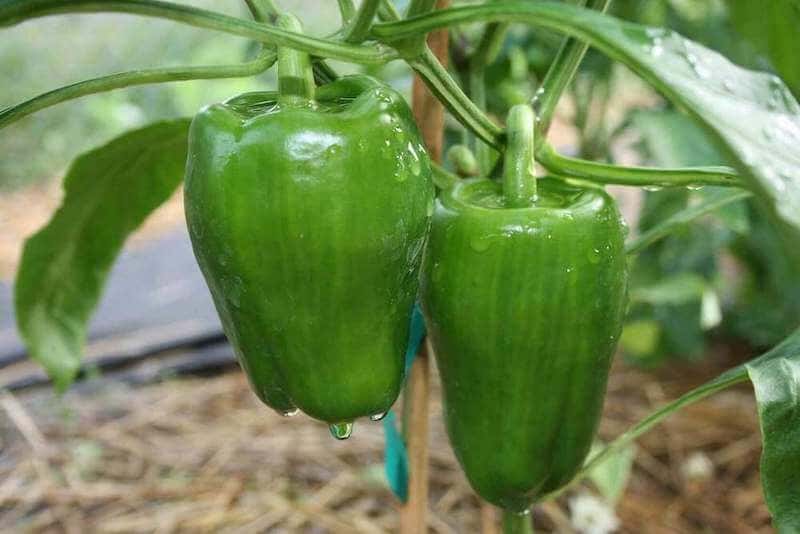crop circle peppers