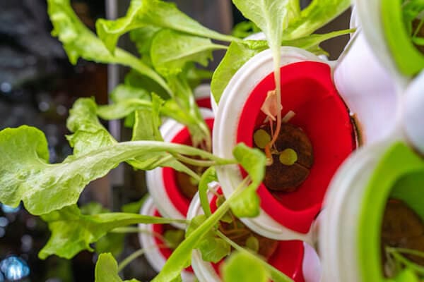 growing hydroponic lettuce