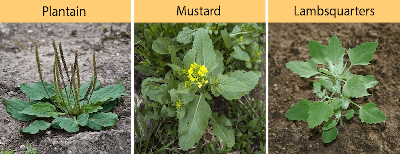 plantain mustard lambsquarters growing on a farm or in a garden