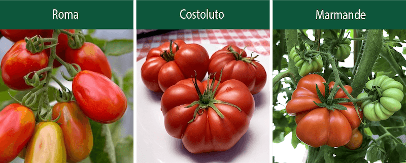 roma costoluto marmande indeterminate tomatoes