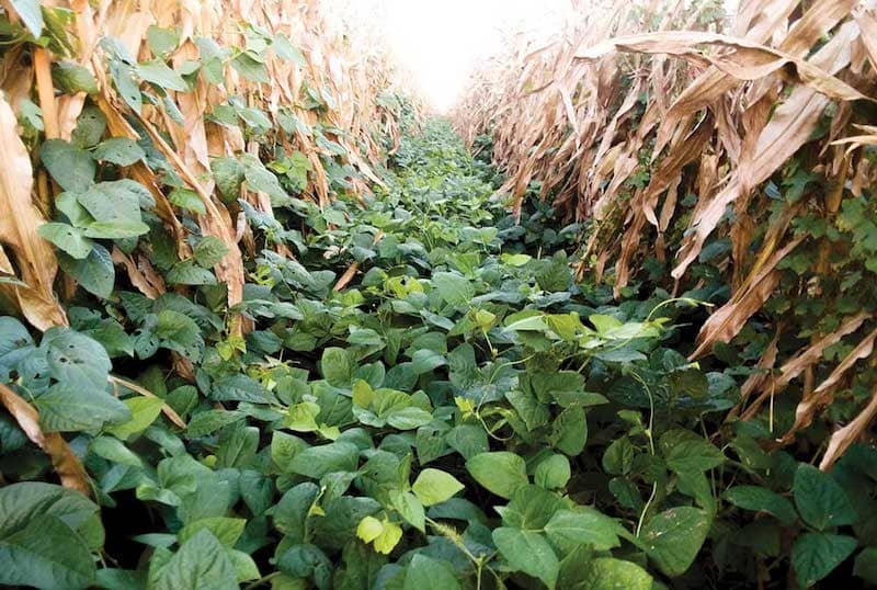 the unsung heroes of sustainable agriculture, cover crops