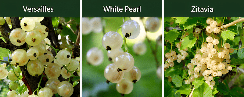 a type of currant that is often a white or light-colored variant of red currants