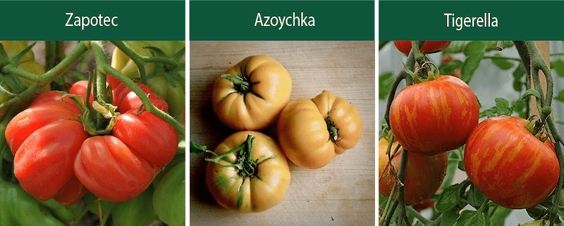 zapotec azoychka tigerella indeterminate tomatoes